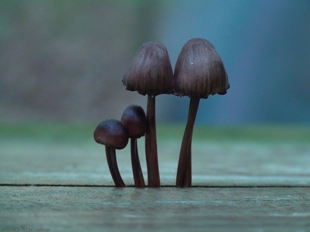 Mushroom Family