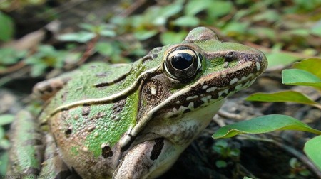 Pond Frog