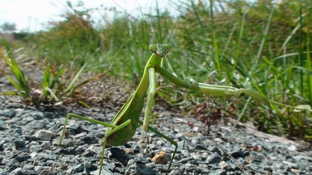 Praying Mantis