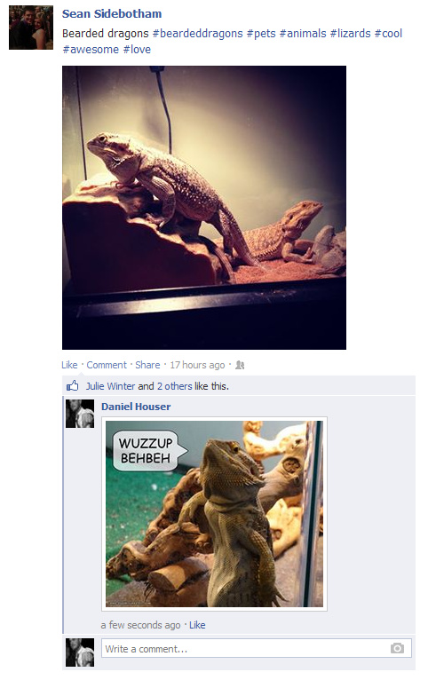 love lizards bearded dragons